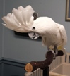 cockatoosmall